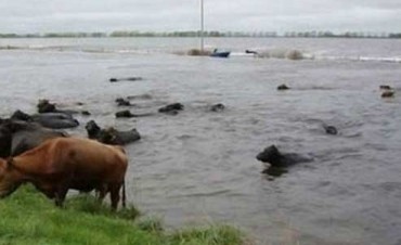 Municipios de la Cuenca del Salado con campos ahogados y ciudades rodeadas por el agua