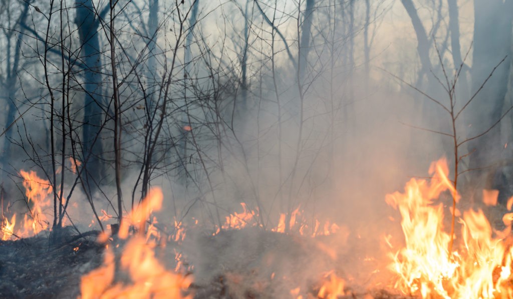 Incendios Forestales