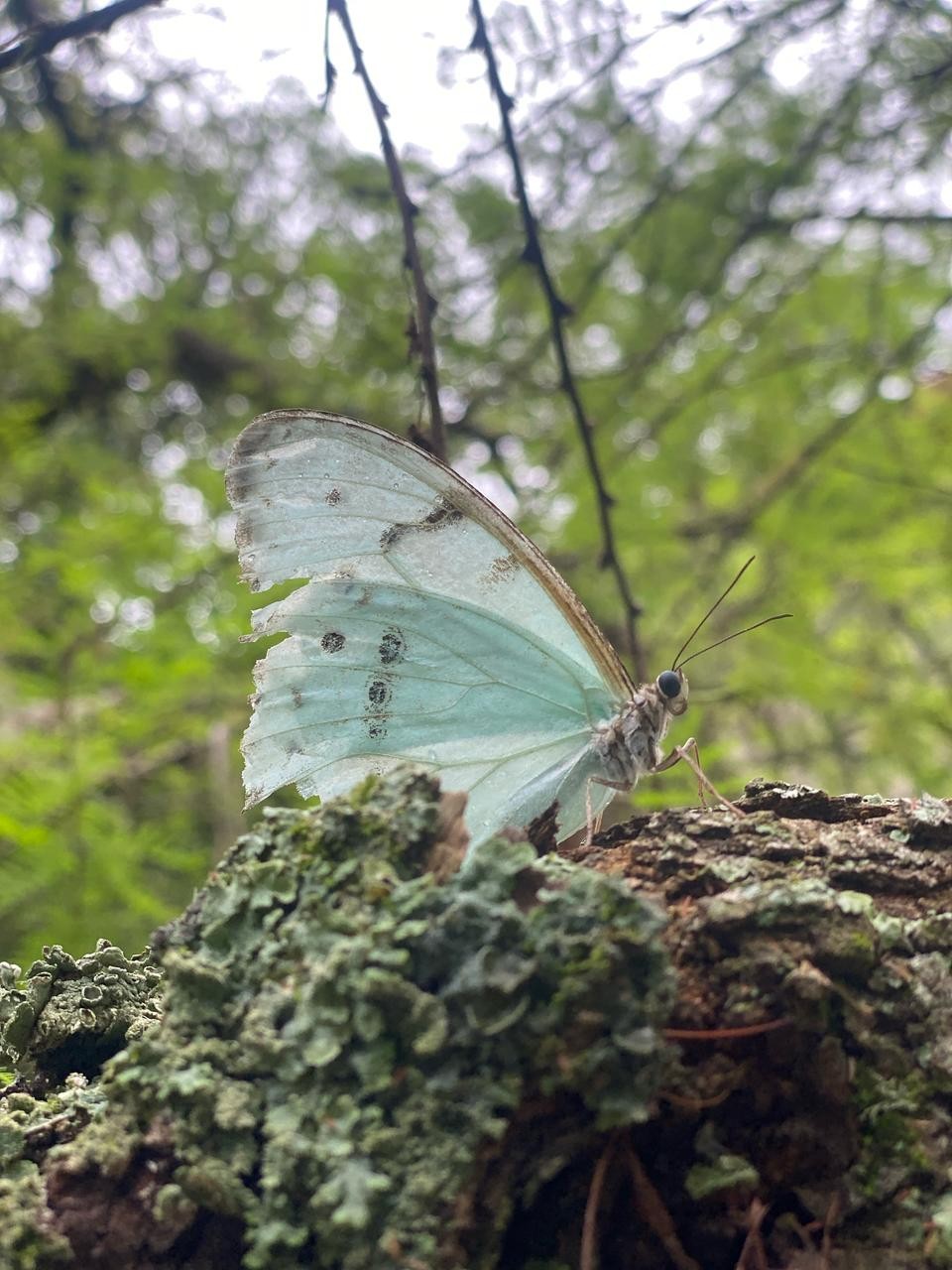 Columna sobre Medio Ambiente 