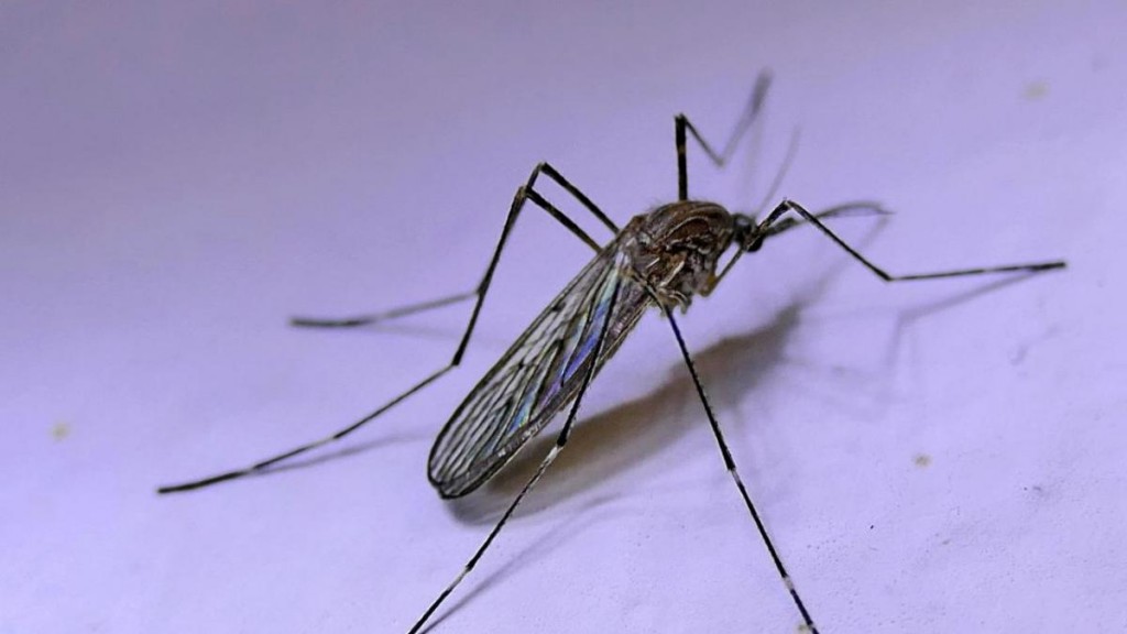 ¿Se acaba la invasión de mosquitos?