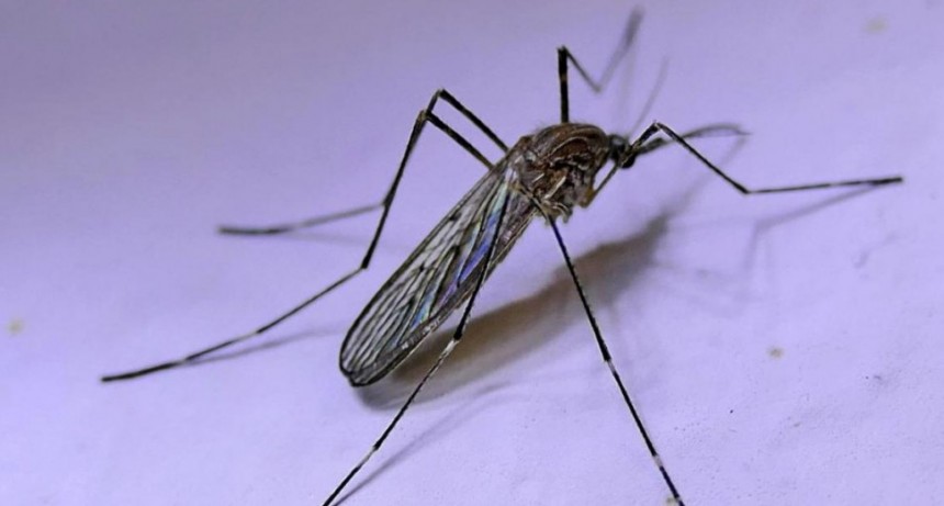 ¿Se acaba la invasión de mosquitos?