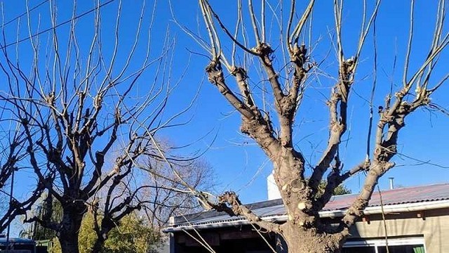 Poda de arboles
