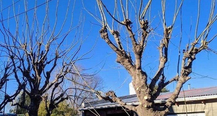 Poda de arboles