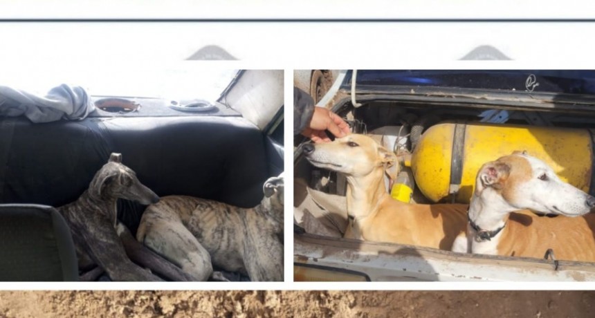 Cazadores infraccionados