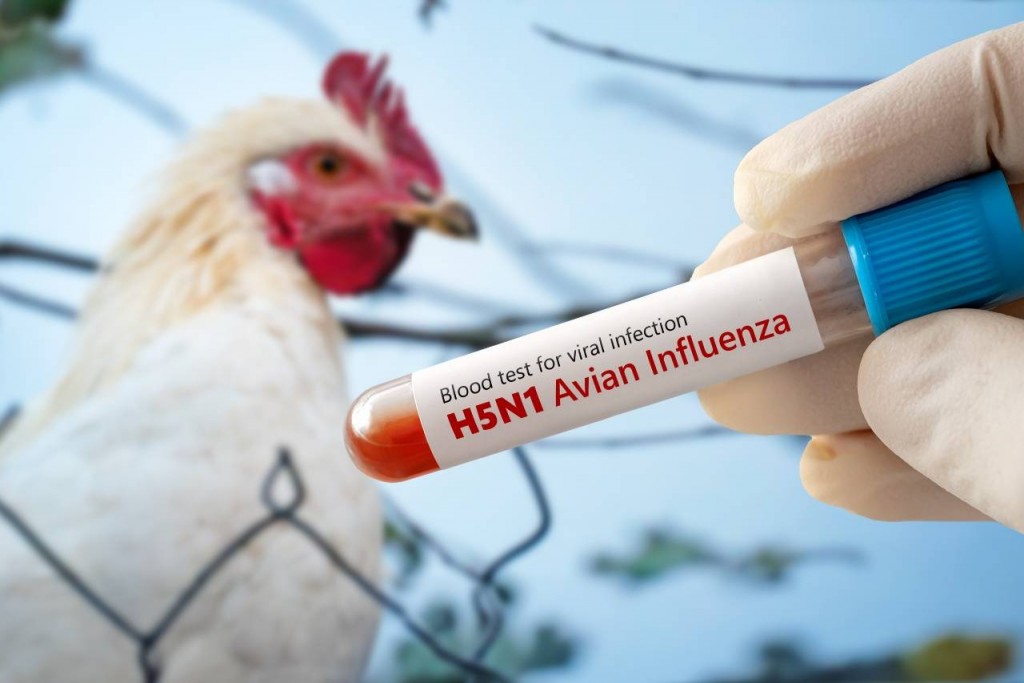 Influenza Aviar en Lezama