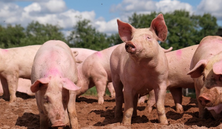 Triquinosis: dos brotes confirmados y uno bajo sospecha en la provincia de Buenos Aires