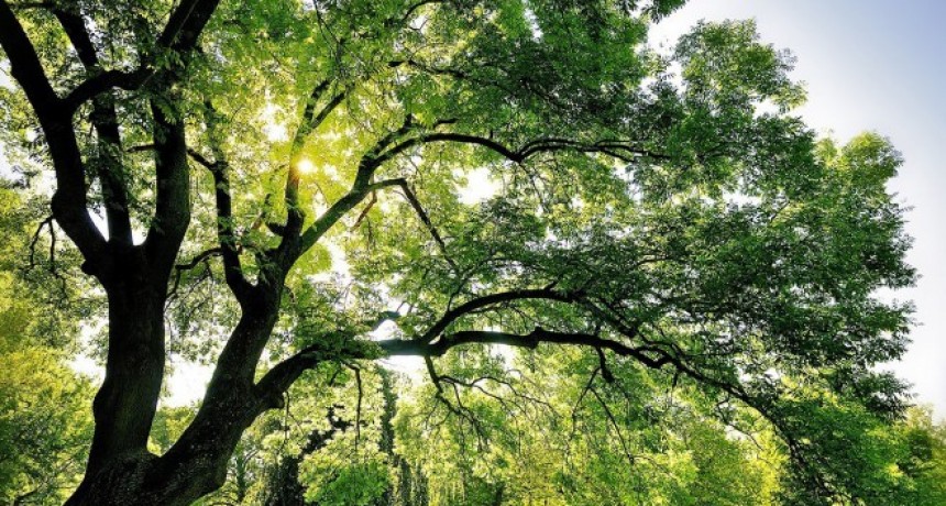 Columna sobre Medio Ambiente