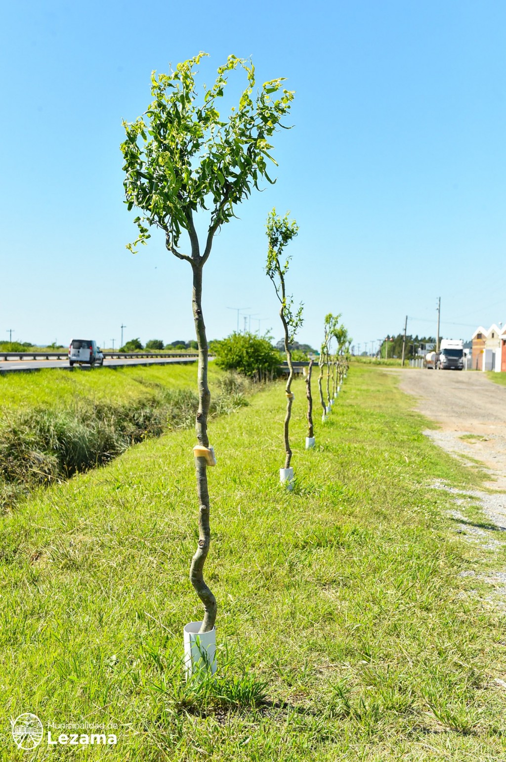 Ya son más de 800 los ejemplares plantados por el Plan de Forestación Municipal