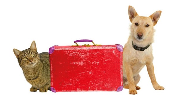 Autorizaron el traslado de mascotas en trenes de larga distancia