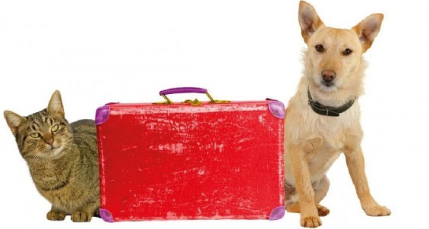 Autorizaron el traslado de mascotas en trenes de larga distancia