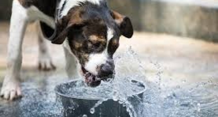 ¿Cómo cuidar a los animales los días de mucho calor?